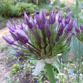 allium